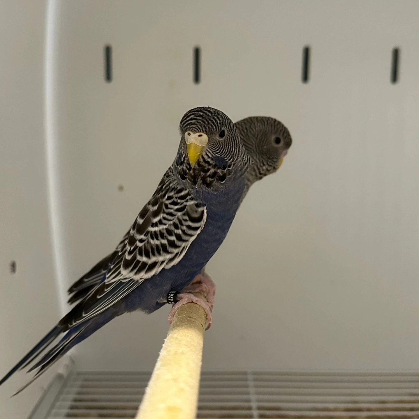 Blackwing-Blackface budgie photo 1