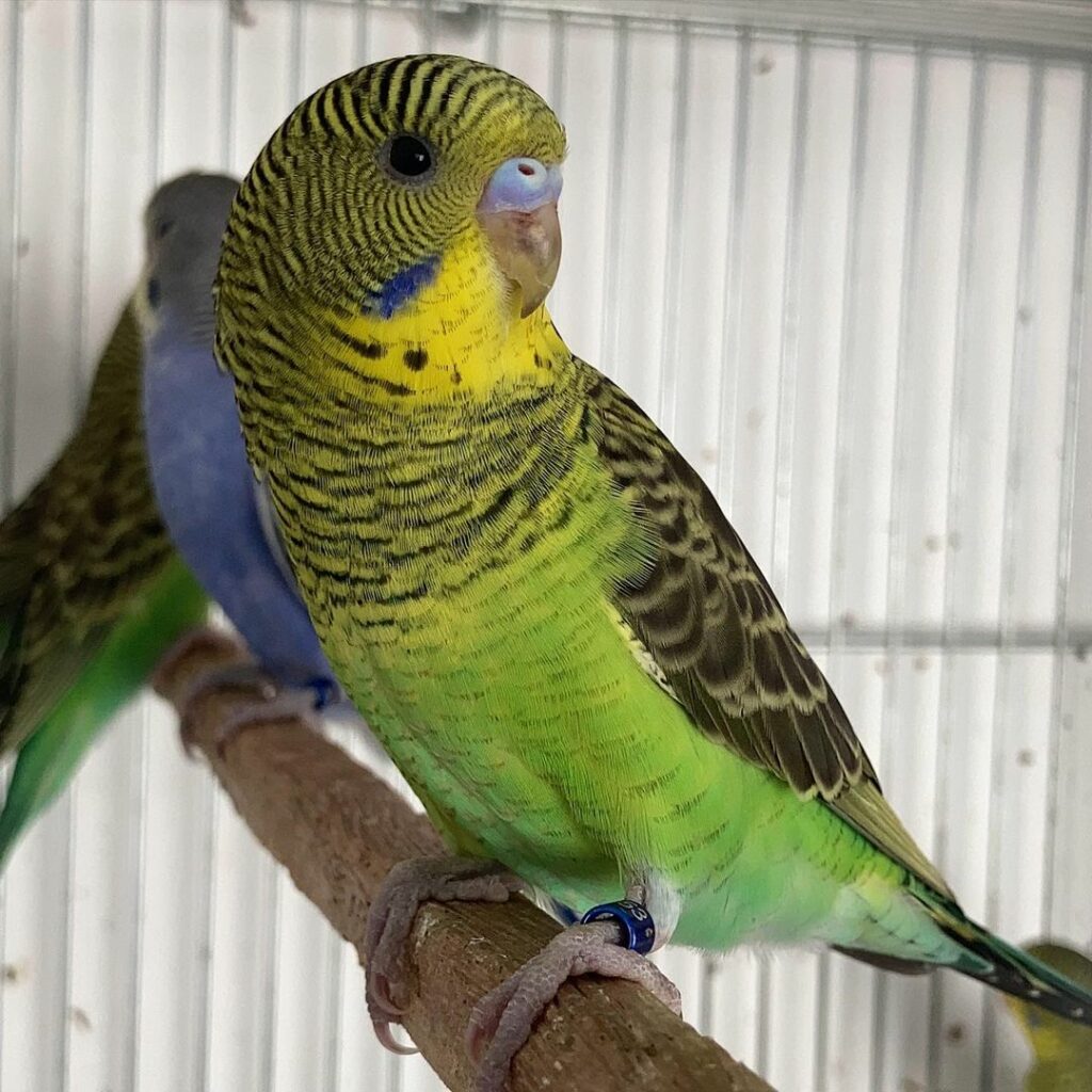 Blackwing-Blackface budgie photo 2