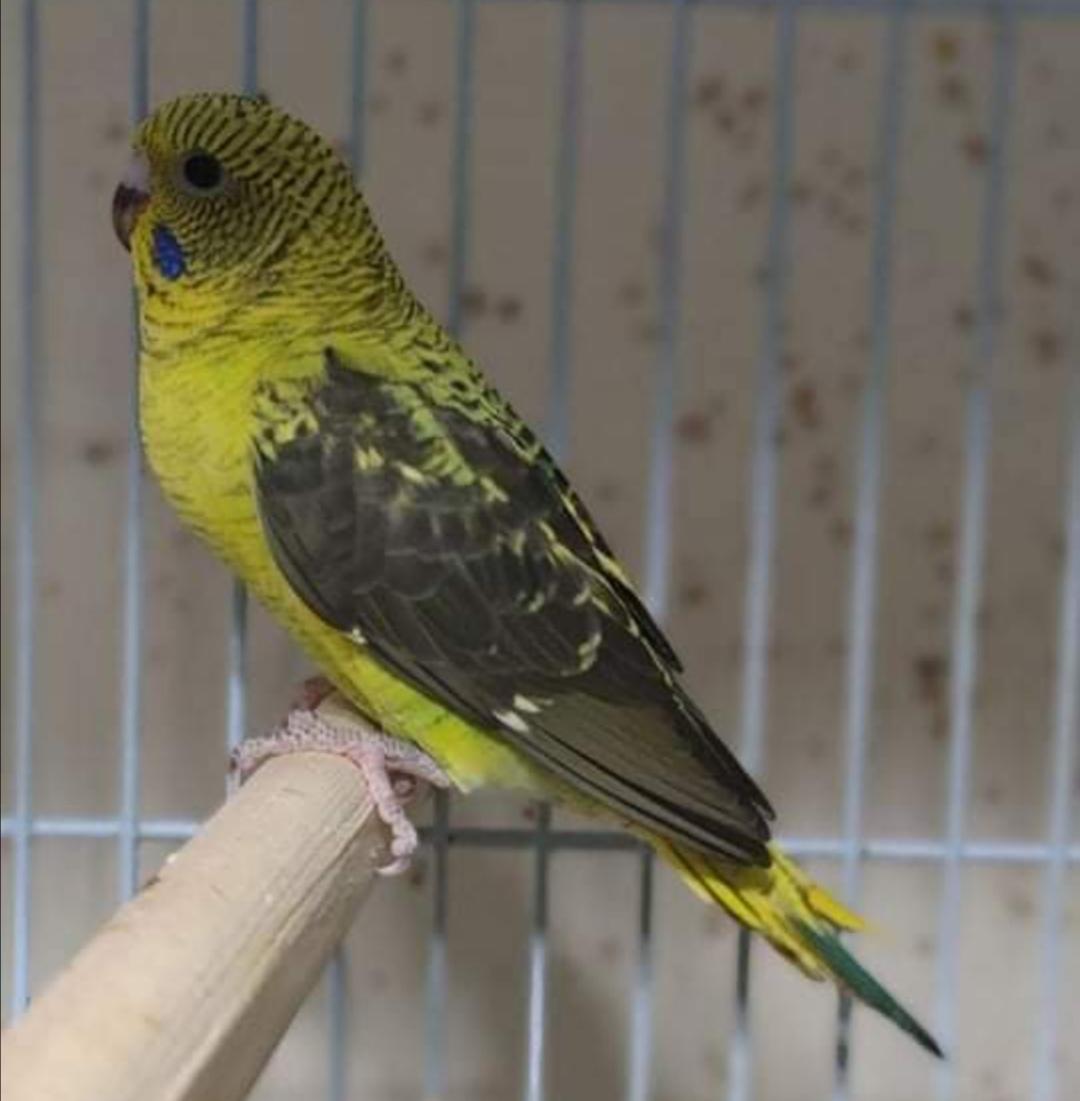 Blackwing-Blackface budgie photo 3