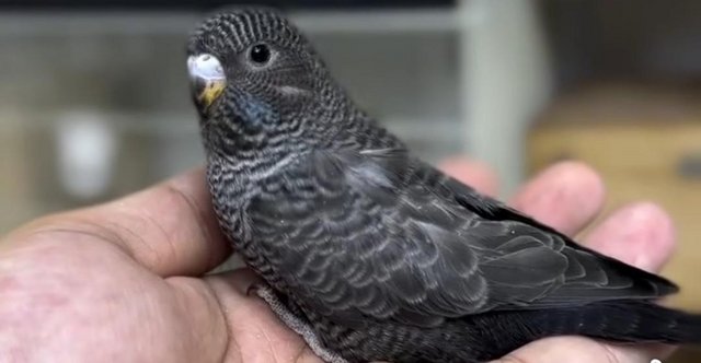 Blackwing-Blackface budgie photo 4