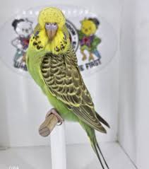 Cinnamon budgie photo 2