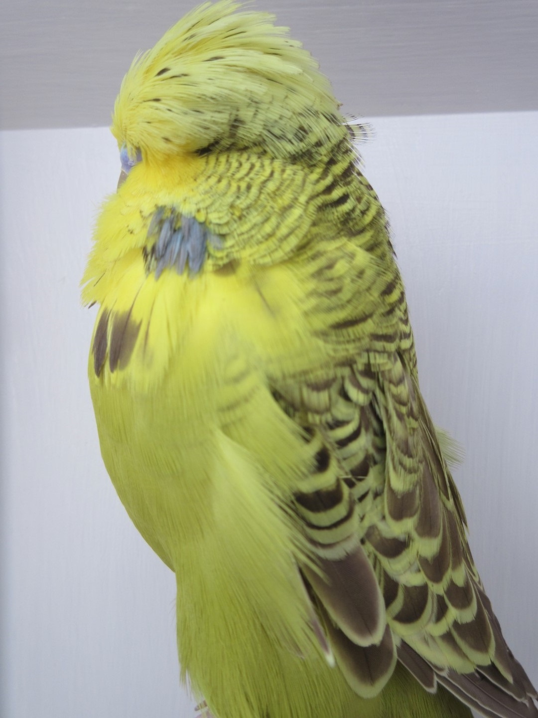Cinnamon budgie photo 3