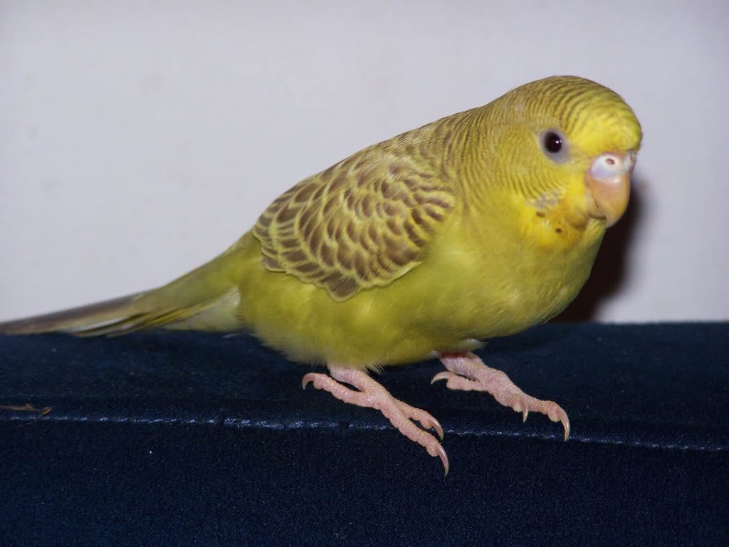 Cinnamon budgie photo 4