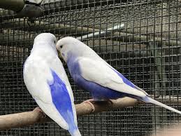 Clearwing budgie photo 1