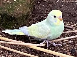 Dilute budgie photo 2