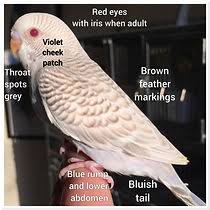 Fallow budgie photo 1