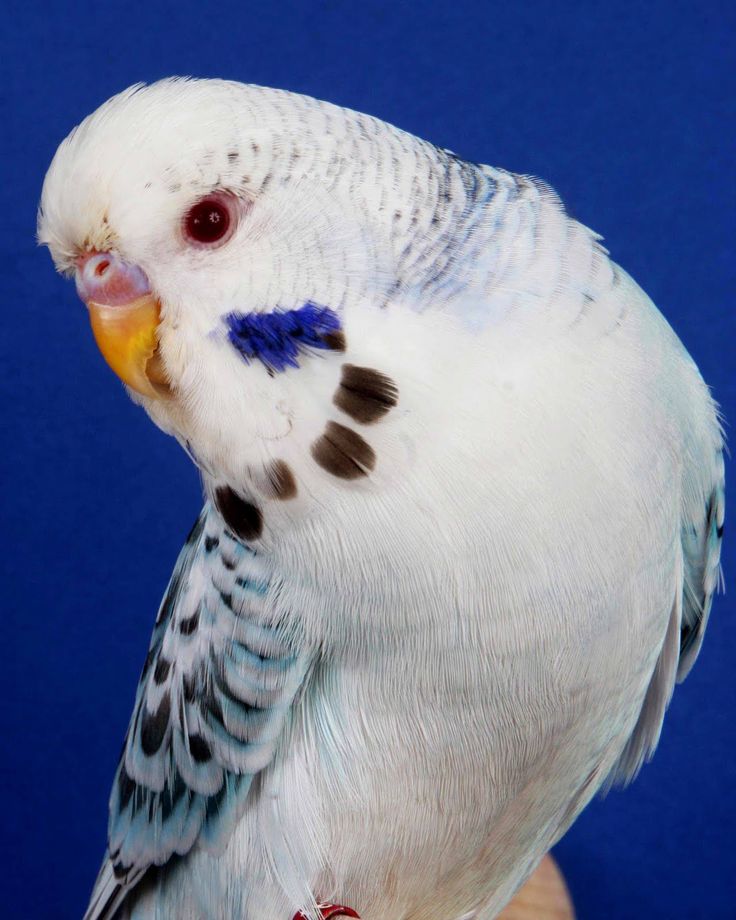 Fallow budgie photo 2