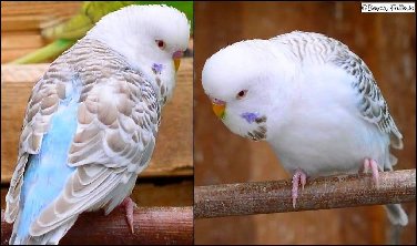 Fallow budgie photo 3