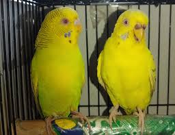 Fallow budgie photo 4