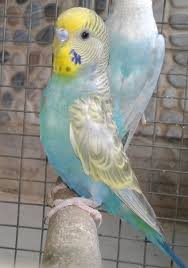 Greywing budgie photo 1