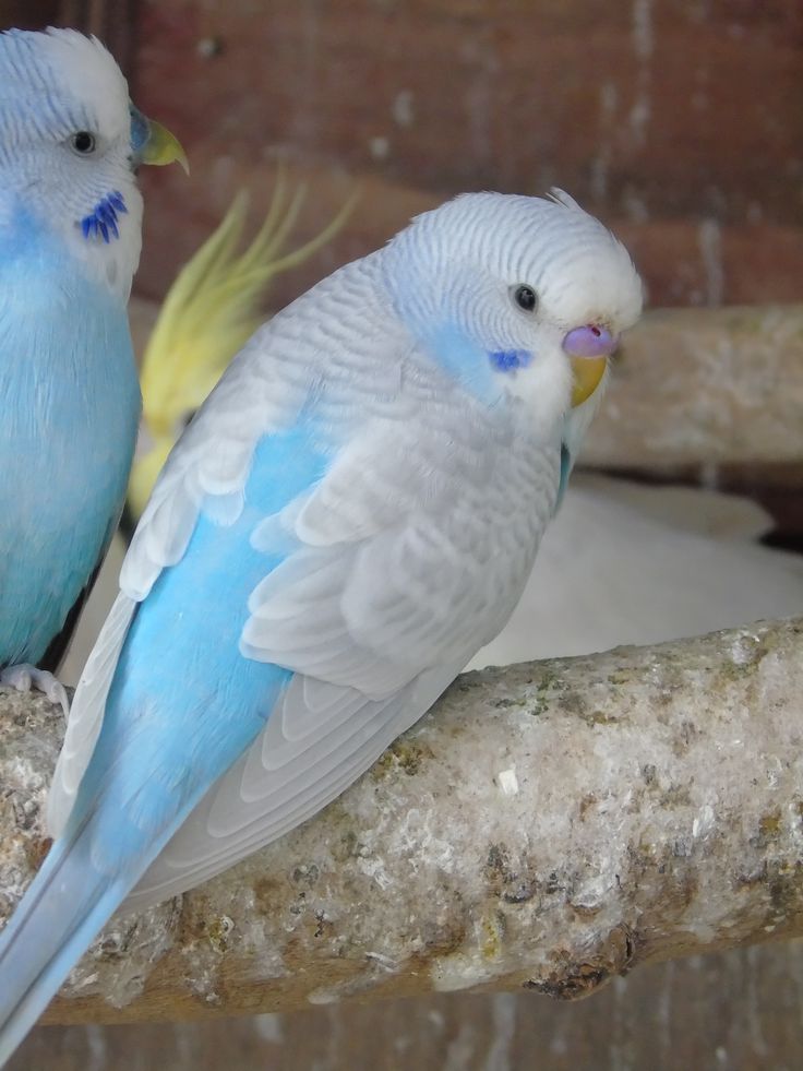 Greywing budgie photo 2