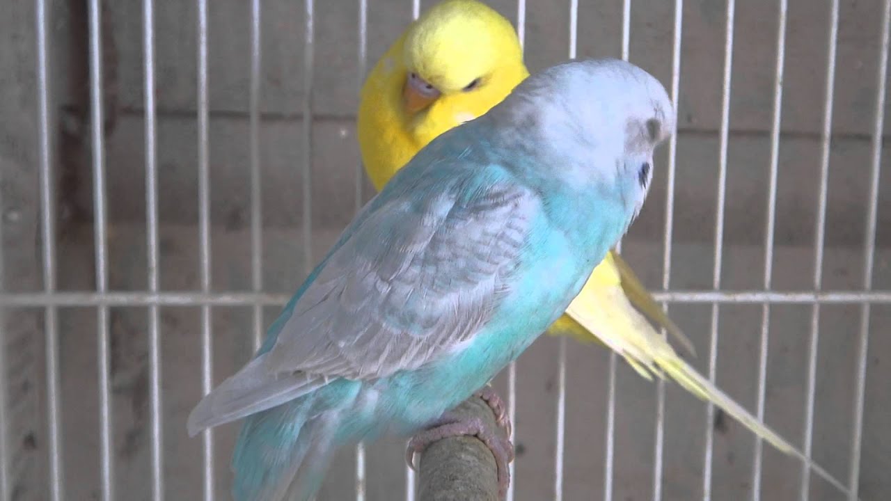 Greywing budgie photo 3