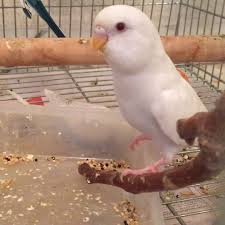 Ino budgie photo 2