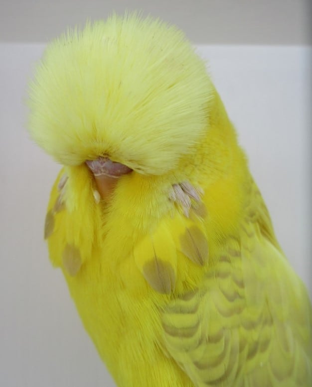 Lacewing budgie photo 1