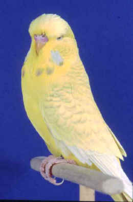 Lacewing budgie photo 2