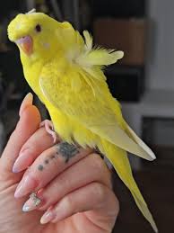 Lacewing budgie photo 3