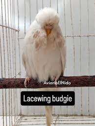 Lacewing budgie photo 4