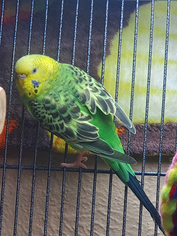 Normal budgie photo 2