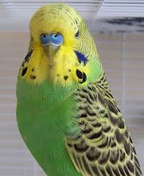 Normal budgie photo 3