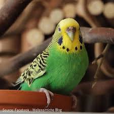 Normal budgie photo 4