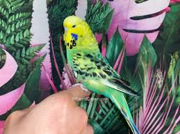 Opaline budgie photo 1