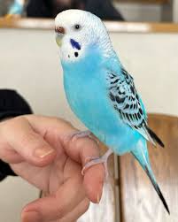 Opaline budgie photo 2