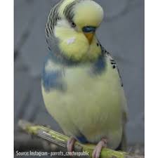 Pied budgie photo 1