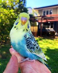 Pied budgie photo 2