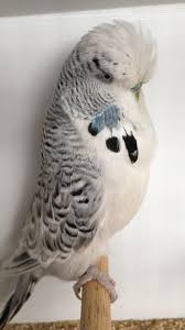 Texas Clearbody budgie photo 1