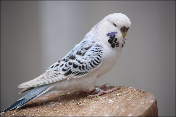 Texas Clearbody budgie photo 2