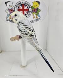 Texas Clearbody budgie photo 4