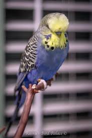 Yellowface budgie photo 1