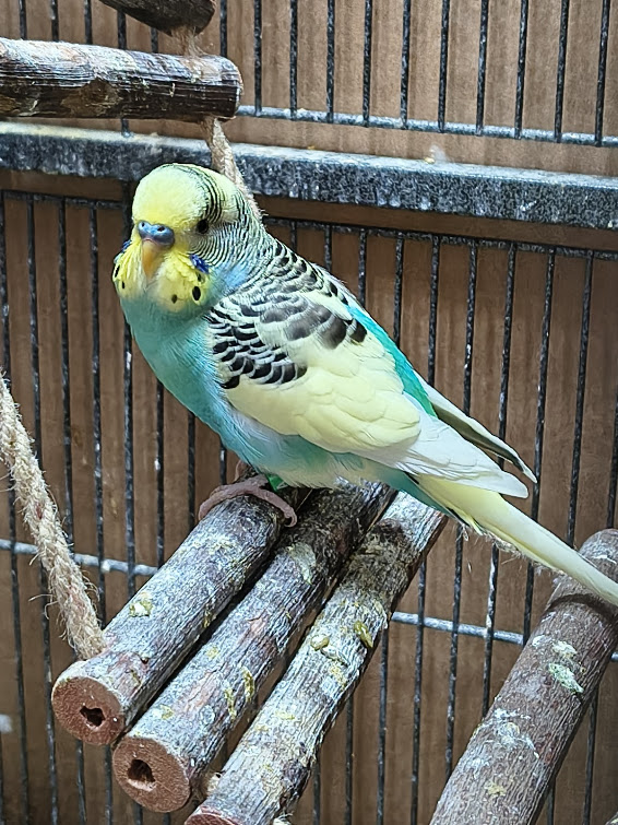 Yellowface budgie photo 2
