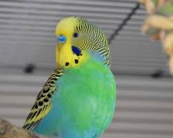 Yellowface budgie photo 3
