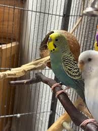 Yellowface budgie photo 4