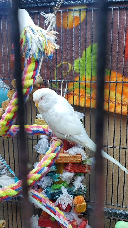 Ivory the budgie