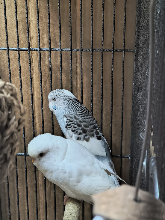 Stormy the budgie