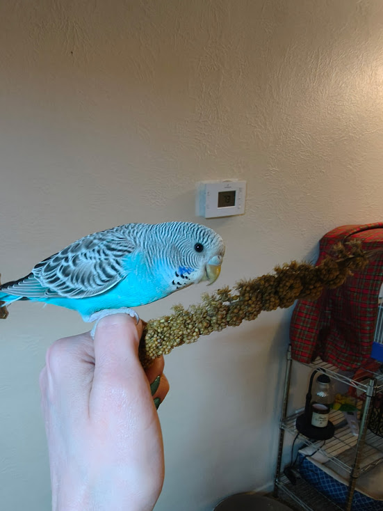 Ally the budgie