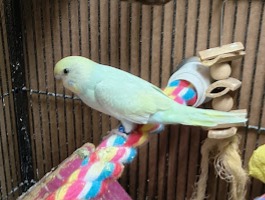 Cici the budgie