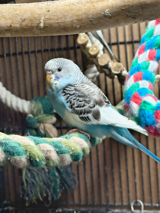 Dreamy the budgie