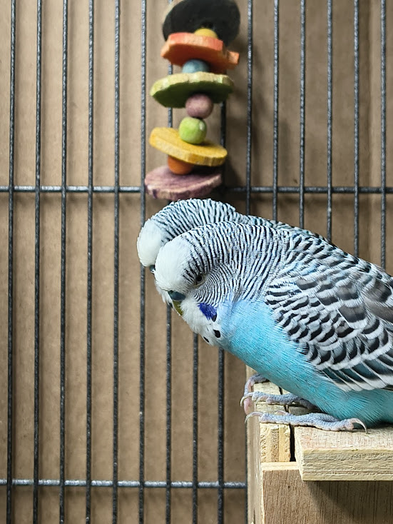 Sky Blue Cocks